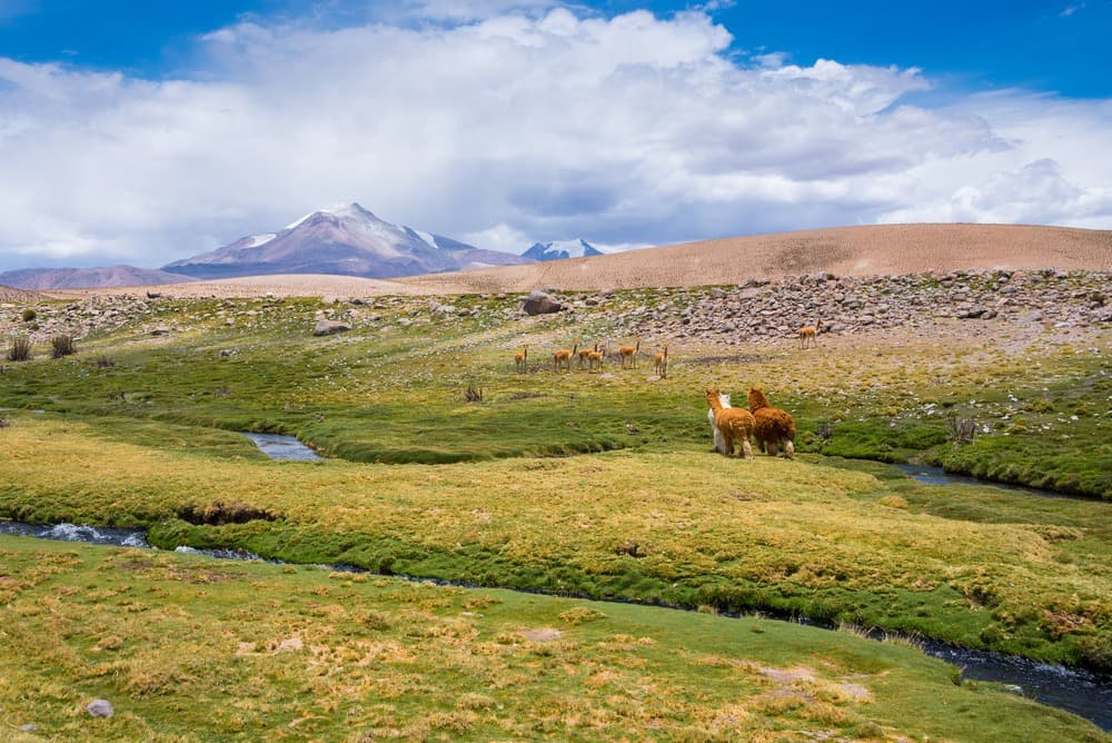 Las Vicuñas National Reserve