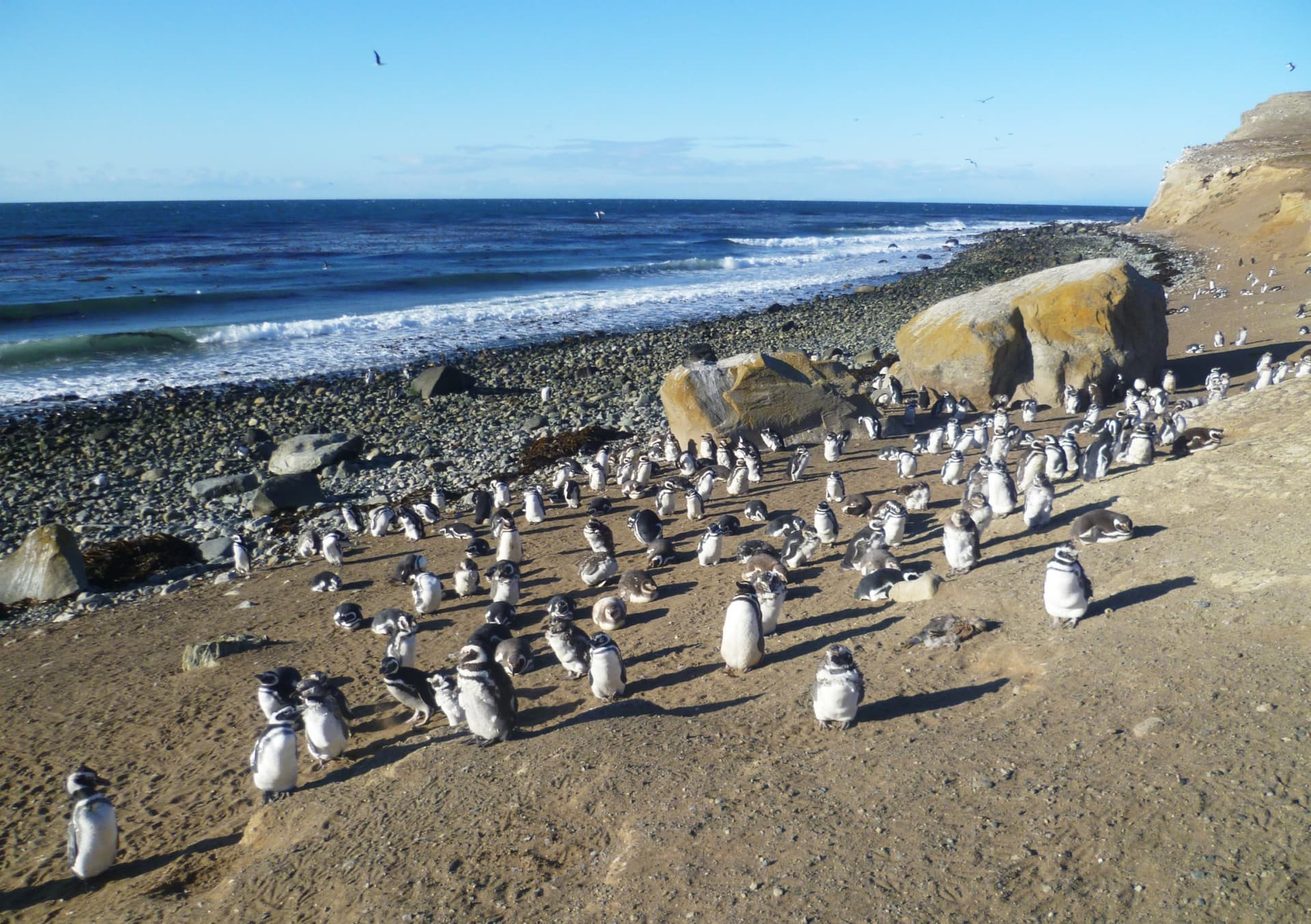 Magdalena Island